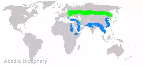 عقاب خال دار بزرگ